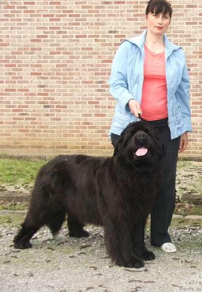 Фото: ньюфаундленд Грейзи (Greyzi), Ираида Кобзарева