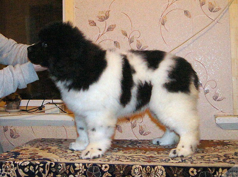 Фотография № 169019