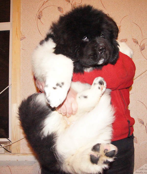 Фотография № 169020