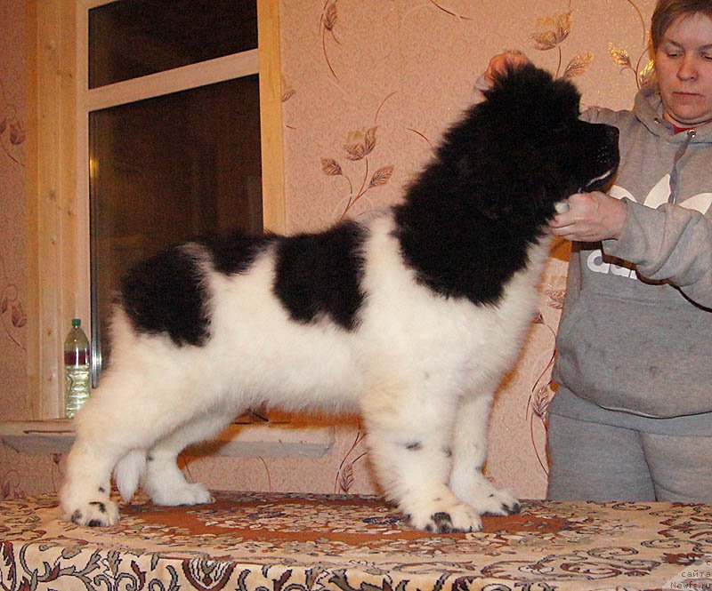 Фотография № 169023