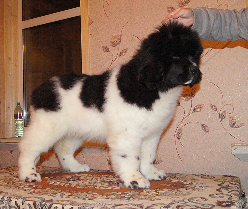 Фотография № 169024