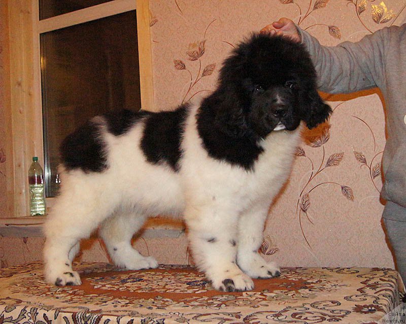 Фотография № 169025