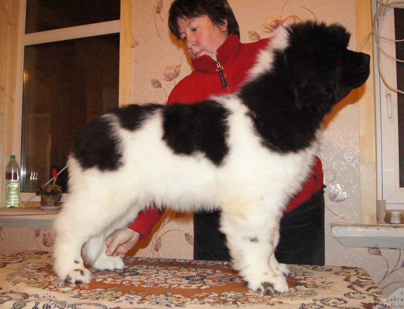 Фотография № 169026