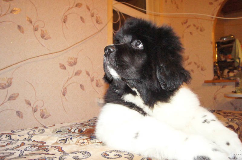 Фотография № 169029