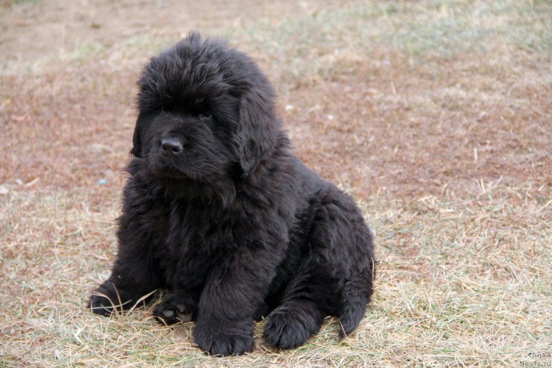 Фото: ньюфаундленд Акломешон Династия Совершенства (Acclamation Dinastiya Soverchenstva), ньюфаундленд Бегущая по Волнам Регатта Катти Сарк