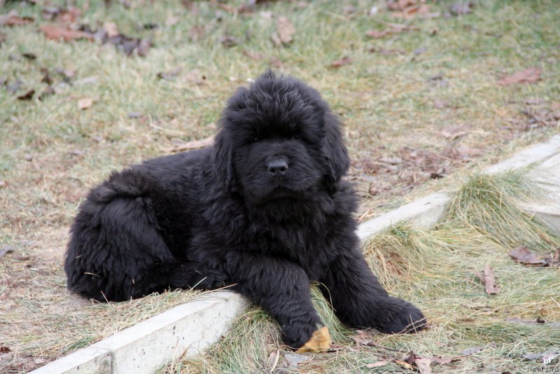 Фото: ньюфаундленд Акломешон Династия Совершенства (Acclamation Dinastiya Soverchenstva), ньюфаундленд Бегущая по Волнам Регатта Катти Сарк