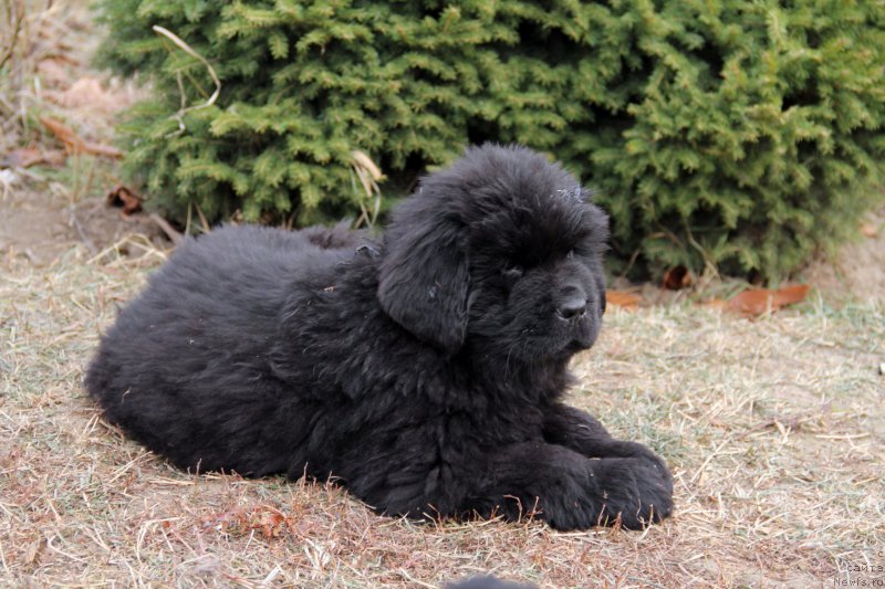 Фото: ньюфаундленд Акломешон Династия Совершенства (Acclamation Dinastiya Soverchenstva), ньюфаундленд Бегущая по Волнам Регатта Катти Сарк