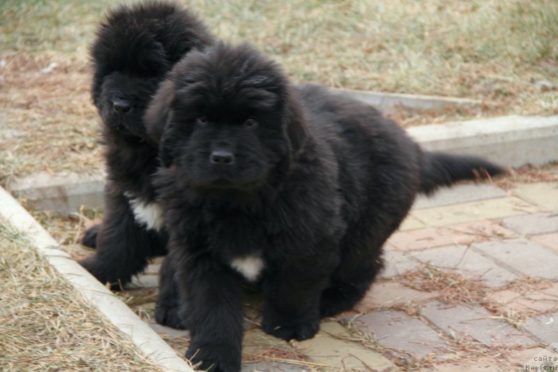 Фото: ньюфаундленд Акломешон Династия Совершенства (Acclamation Dinastiya Soverchenstva), ньюфаундленд Бегущая по Волнам Регатта Катти Сарк