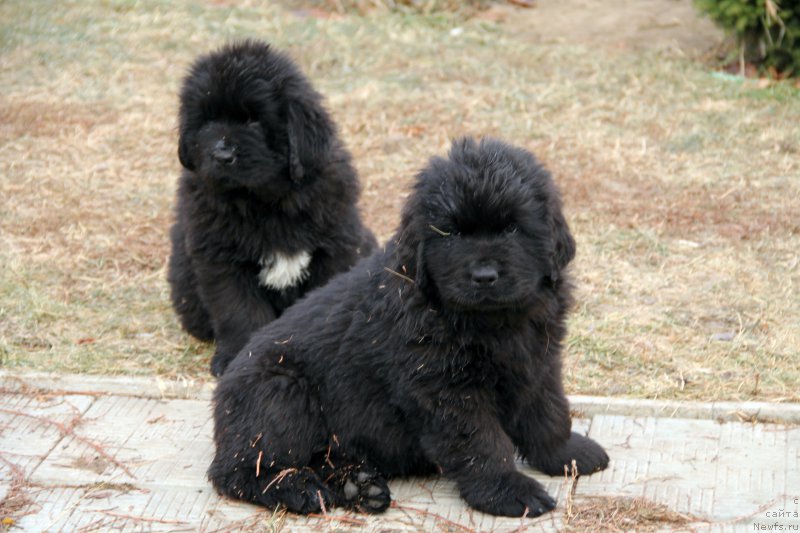 Фото: ньюфаундленд Акломешон Династия Совершенства (Acclamation Dinastiya Soverchenstva), ньюфаундленд Бегущая по Волнам Регатта Катти Сарк