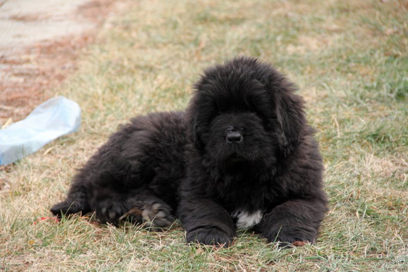 Фото: ньюфаундленд Акломешон Династия Совершенства (Acclamation Dinastiya Soverchenstva), ньюфаундленд Бегущая по Волнам Регатта Катти Сарк