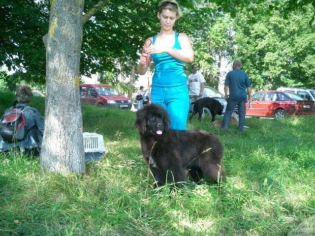 Фото: ньюфаундленд Гленджоан Эксо (Glendzhoah Ekso)