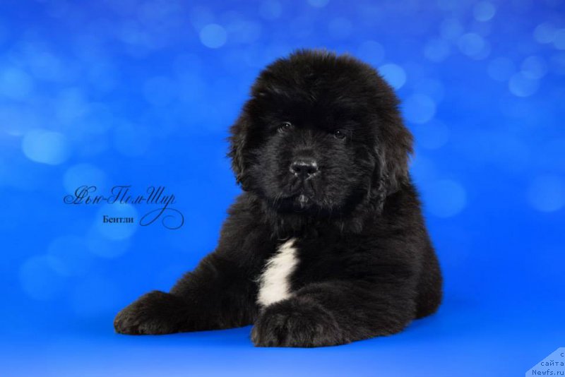 Фото: ньюфаундленд Нью-Пом-Шир Бентли Гранд