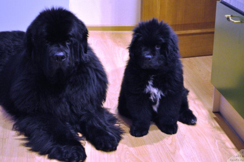 Фото: ньюфаундленд Звездный Дар Агасси (Zvezdnij Dar Agassi), ньюфаундленд Баллада Звездного Дара с Берега Дона (Ballada Zvezdnogo Dara s Berega Dona)