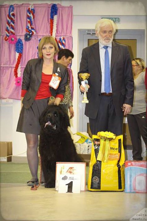 Фото: ньюфаундленд А'Портос с Берега Дона (A'Portos s Berega Dona)