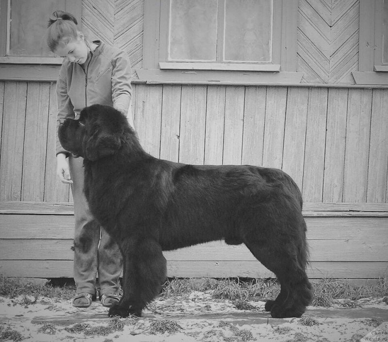 Фото: ньюфаундленд Смигар Ливерпульский Четвертак (Smigar Liverpulsiy Chetvertak)