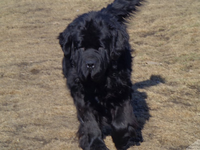 Фото: ньюфаундленд Супер Премиум Линиэль Дайлиррин (Super Premium Liniel Daylirring)