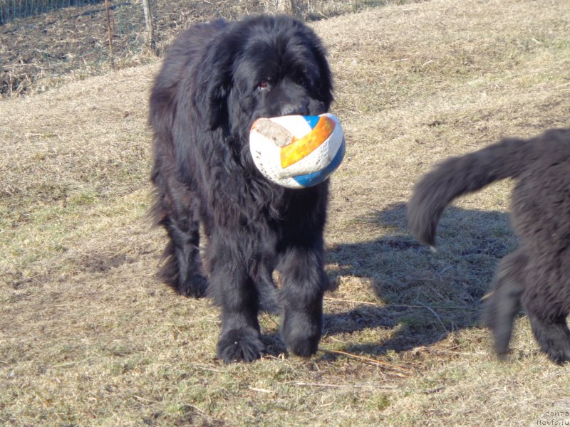 Фото: ньюфаундленд Виски Ред Лейбл Вепс (Viski Red Label Veps)