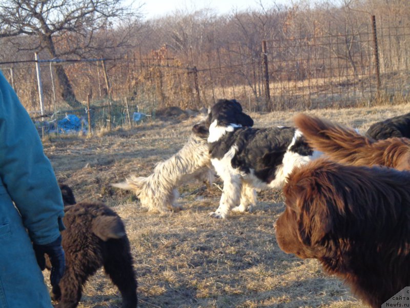 Фото: ньюфаундленд Супер Премиум Литониэль Валланинор (Super Premium Litoniel Vallaninor)