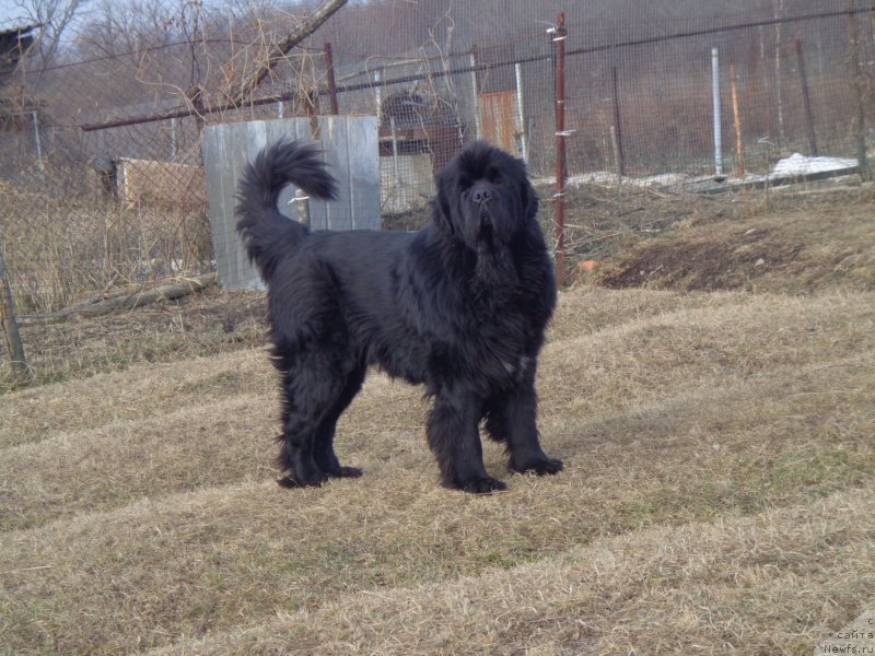 Фото: ньюфаундленд Супер Премиум Микадо (Super Premium Mikado)