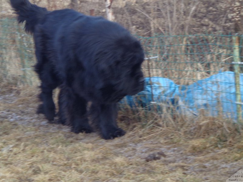 Фото: ньюфаундленд Супер Премиум Микадо (Super Premium Mikado)