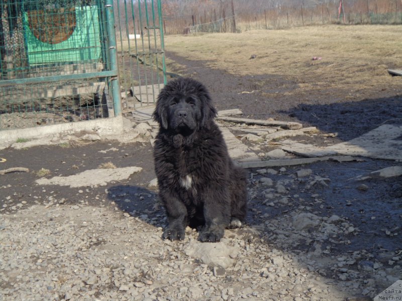 Фото: ньюфаундленд Викториус Смайл