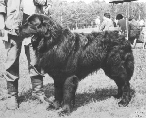 Фото: ньюфаундленд Тейк Ир Фар