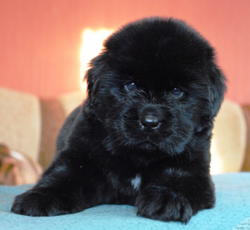 Фото: ньюфаундленд Моя Стихия Ирбис Покоритель Вершин