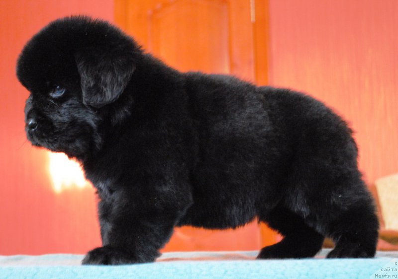 Фото: ньюфаундленд Моя Стихия Ирбис Покоритель Вершин