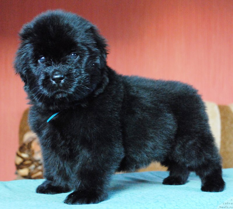 Фото: ньюфаундленд Моя Стихия Итальянский Мачо