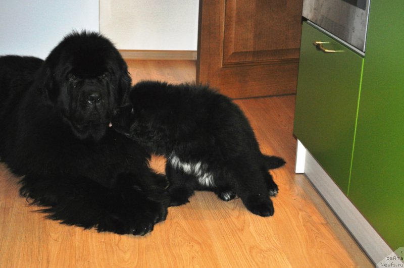 Фото: ньюфаундленд Звездный Дар Агасси (Zvezdnij Dar Agassi), ньюфаундленд Баллада Звездного Дара с Берега Дона (Ballada Zvezdnogo Dara s Berega Dona)