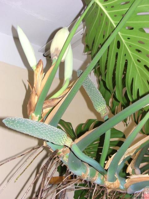 Фотография № 16913