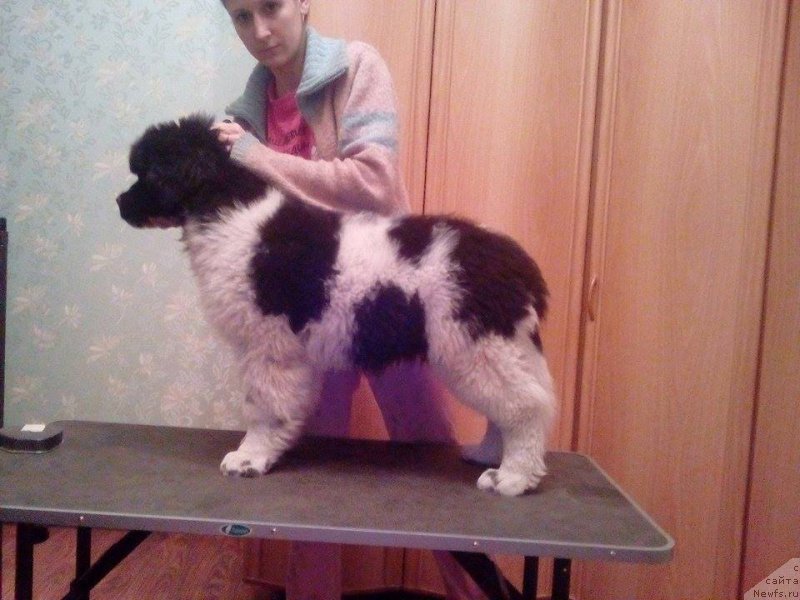 Фото: ньюфаундленд Супер Бизон Маэстро (Super Bizon Maestro)