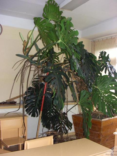 Фотография № 16914