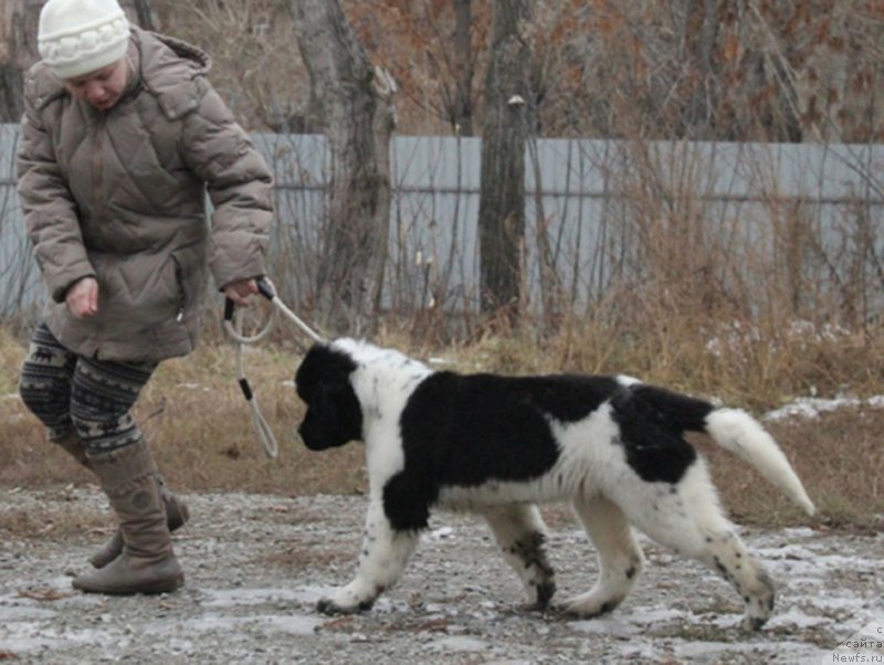 Фото: ньюфаундленд Маг Исполин Онега