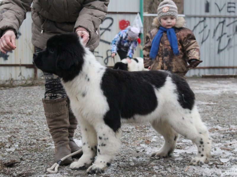 Фотография № 169143