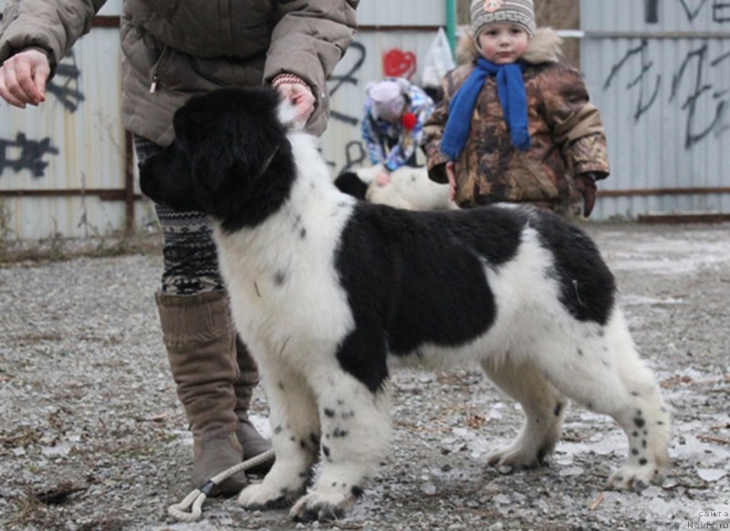 Фотография № 169144