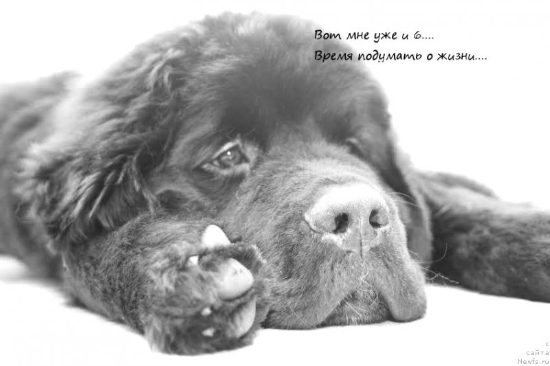 Фото: ньюфаундленд Бегущая по Волнам Чарт Топпер (Beguschaya po Volnam Сhart Topper)