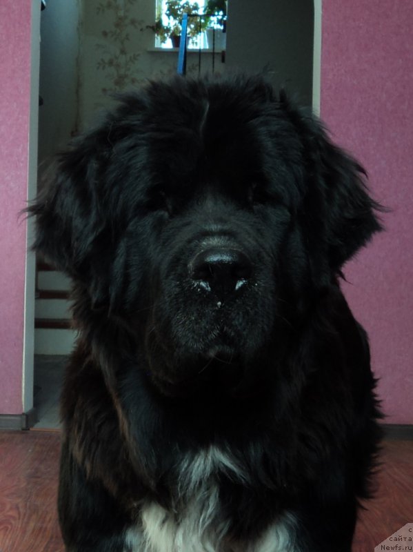 Фотография № 169169