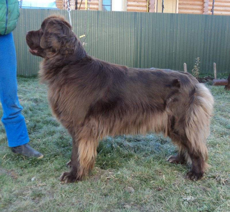 Фото: ньюфаундленд Ван Лен Тайм Женевьева