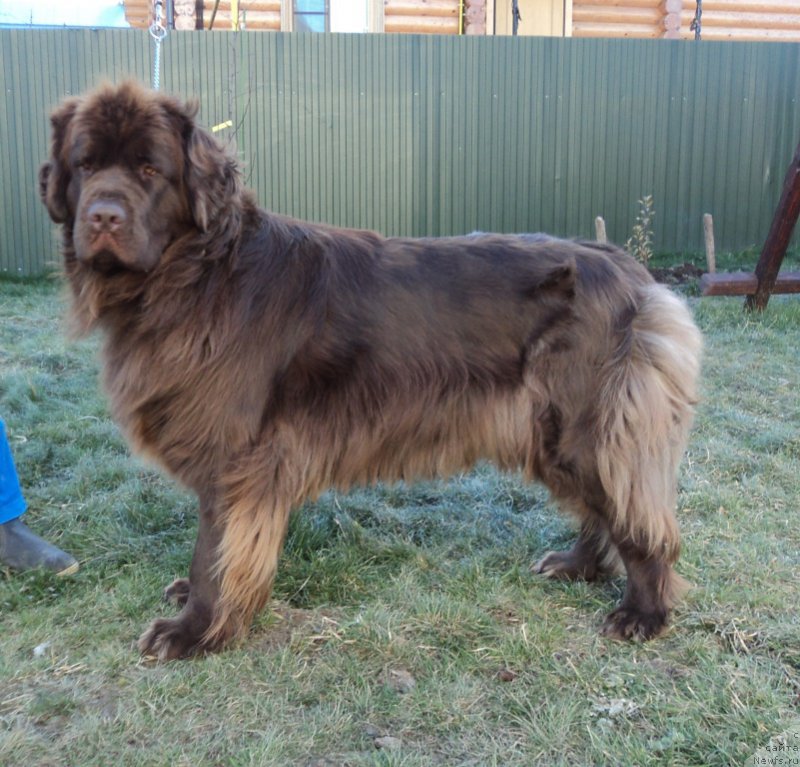 Фото: ньюфаундленд Ван Лен Тайм Женевьева