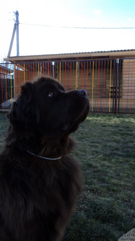 Фото: ньюфаундленд Ван Лен Тайм Женевьева