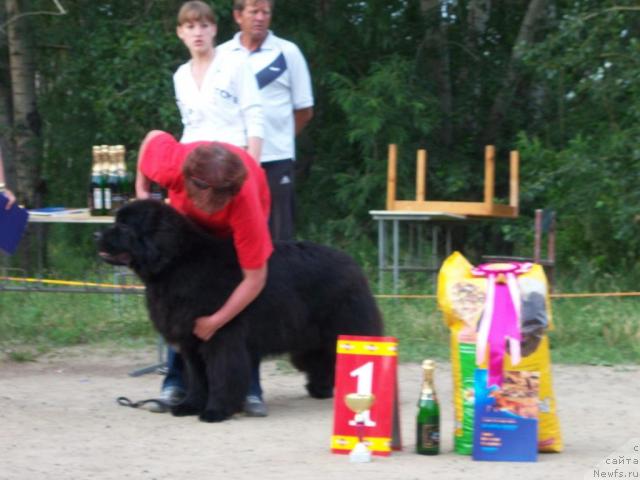 Фото: ньюфаундленд Емприсс Виннер из Медвежьего Яра (Empress Winner iz Medvejyego Yara), Надежда Стрельцова