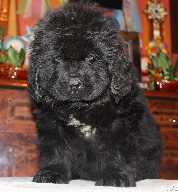 Фотография № 169188