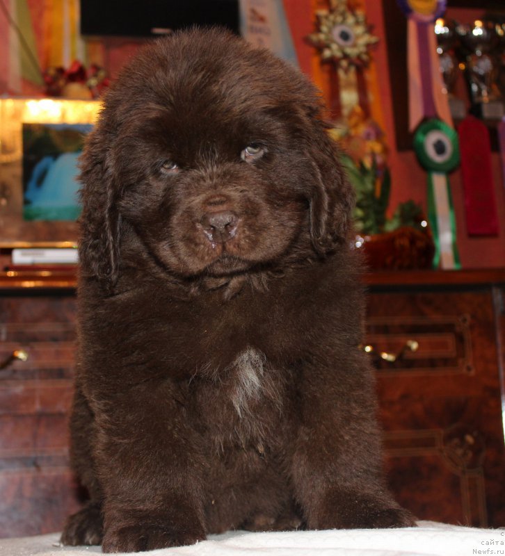 Фото: ньюфаундленд Нэш Соллар Винд