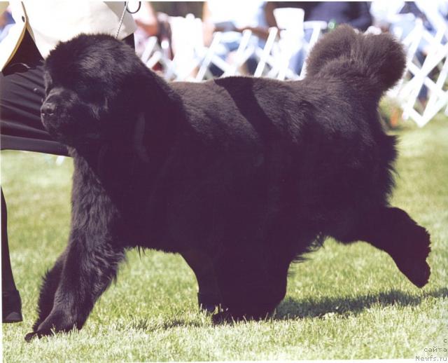 Фото: ньюфаундленд Seabrooks Cruising on Route 66