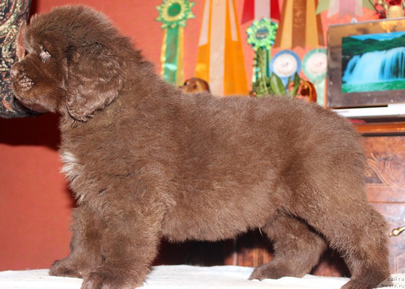 Фото: ньюфаундленд Нэш Соллар Винд