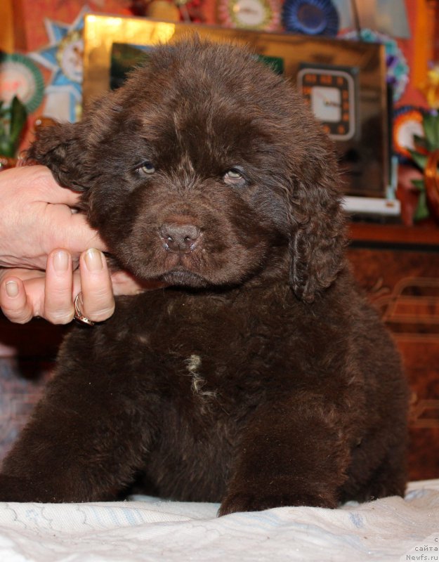 Фото: ньюфаундленд Нобл Кинг Май Лорд Симба