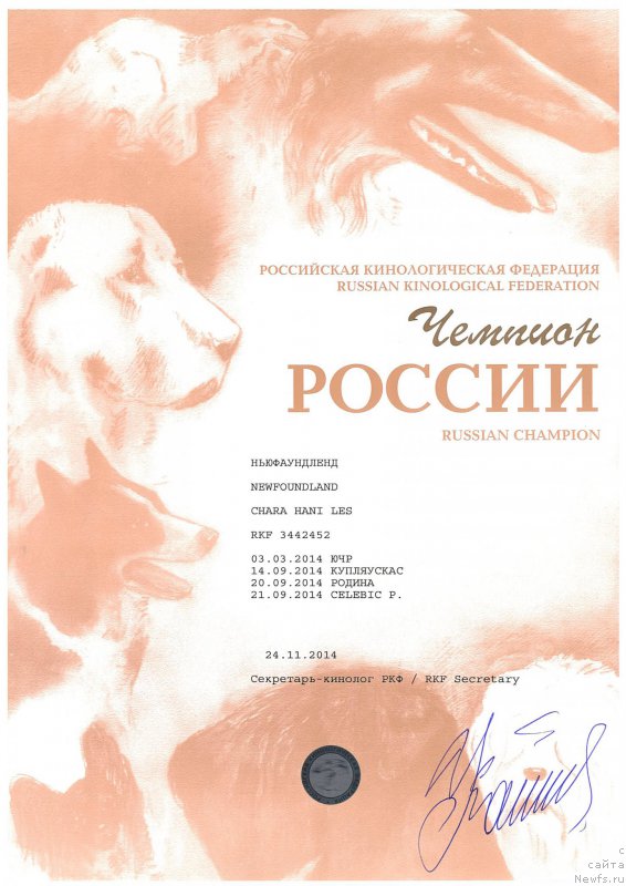 Фото: ньюфаундленд Чара Хани Лес (Chara Hani Les)