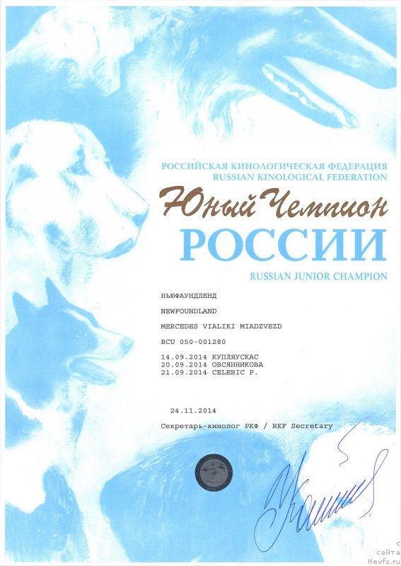 Фото: ньюфаундленд Мерседес Вялiкi Мядзведзь (Mercedes Vialiki Miadzvedz)