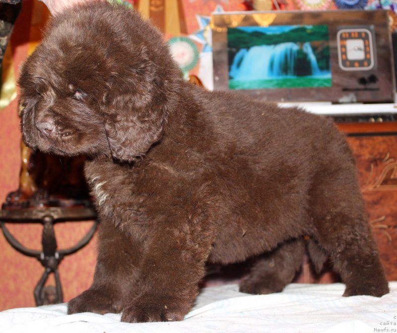 Фотография № 169195